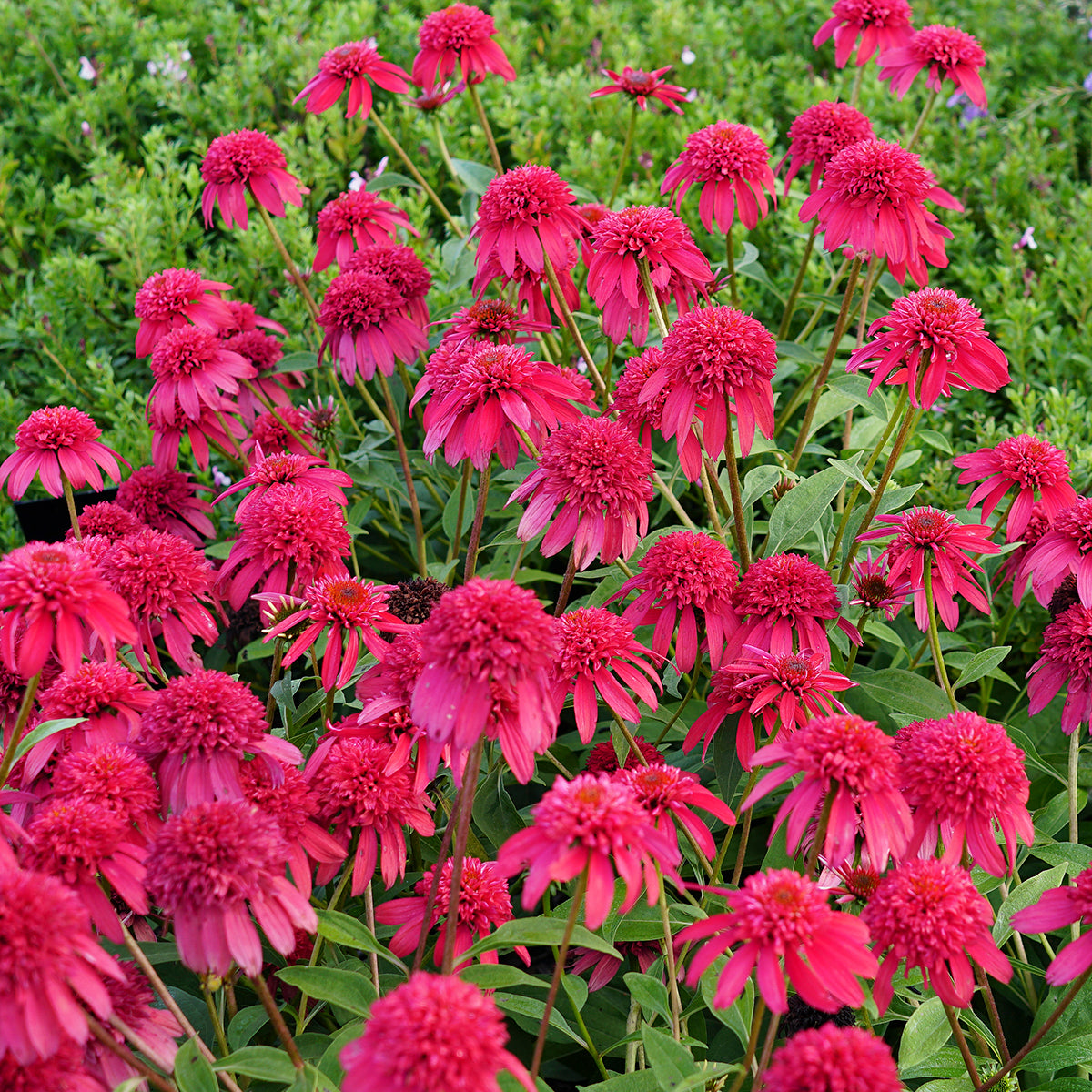 Echinacea Double Scoop™ Cranberry PP (Echinacea purpurea hybrid)