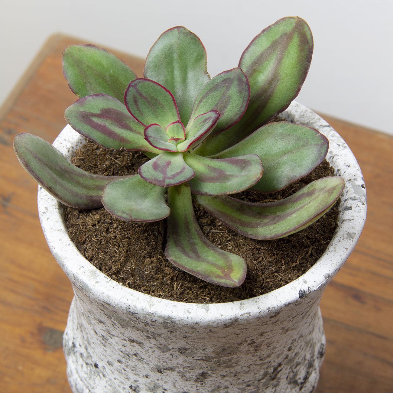 Painted Echeveria (Echeveria nodulosa)