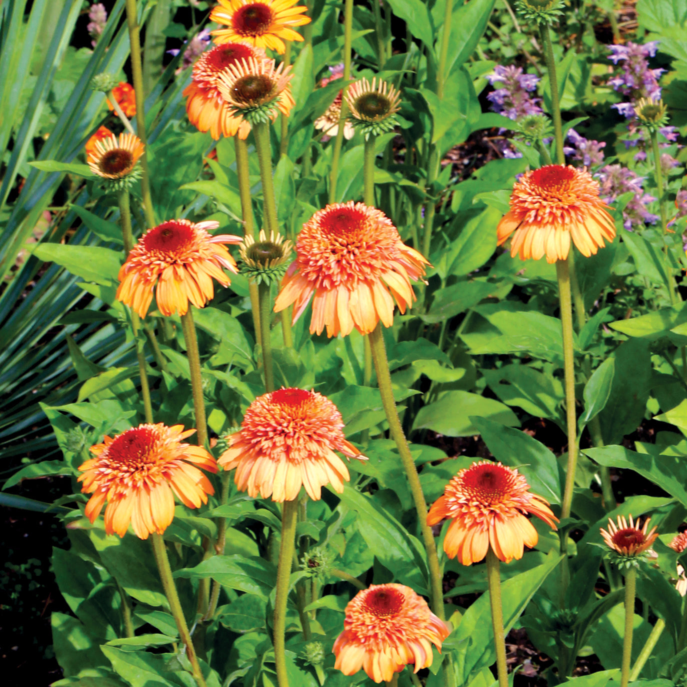 Coneflower Supreme™ ‘Cantaloupe’ PP (Echinacea hybrid)