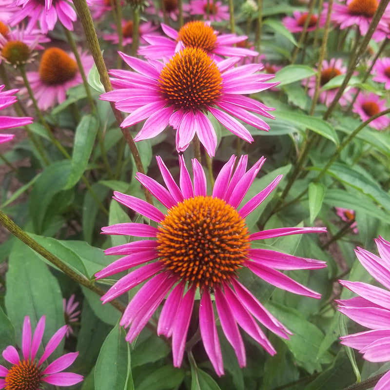 Echinacea ‘Pica Bella’ (Echinacea purpurea)