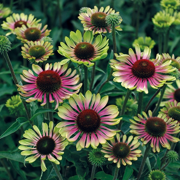 Coneflower ‘Green Twister’ (Echinacea hybrid)