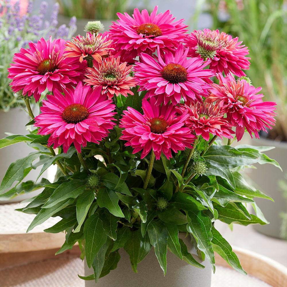 Echinacea Sunseekers® ‘Sweet Fuchsia’ PPAF (Echinacea hybrid)