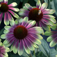 echinacea_sweet_sandia (hardy-plants)