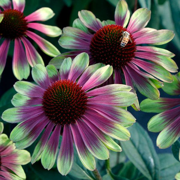 echinacea 'sweet sandia seeds ECHINACEA Sweet Sandia
