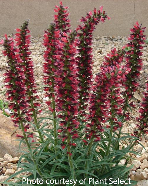 Echium ‘Red Feathers’ (Echium amoenum)
