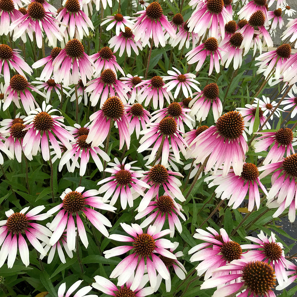 Echinacea ‘Pretty Parasols’ PP (Echinacea hybrid)