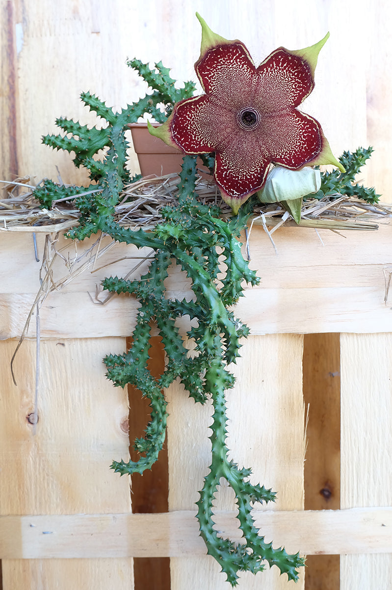 Persian Carpet Flower (Edithcolea grandis)
