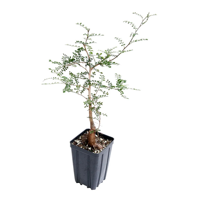 Elephant Tree potted plants for sale
