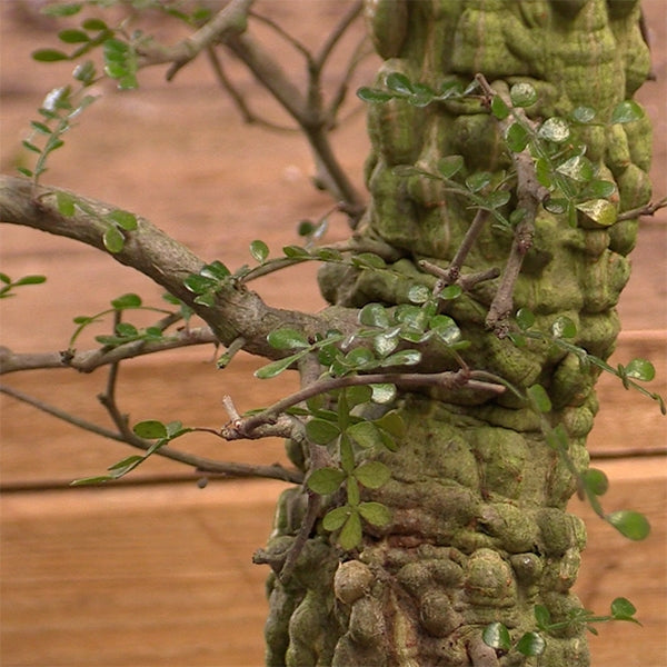 Elephant Tree (Operculicarya decaryi) - Thumbnail 3