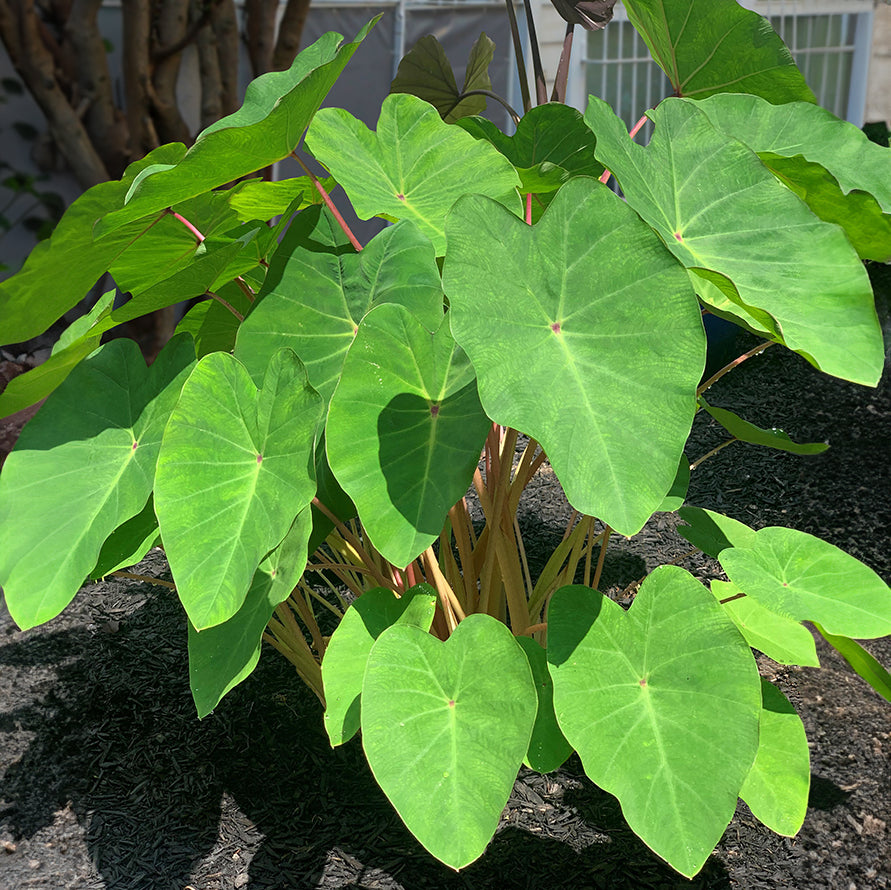 Elephant Ear Polargreen™ PP