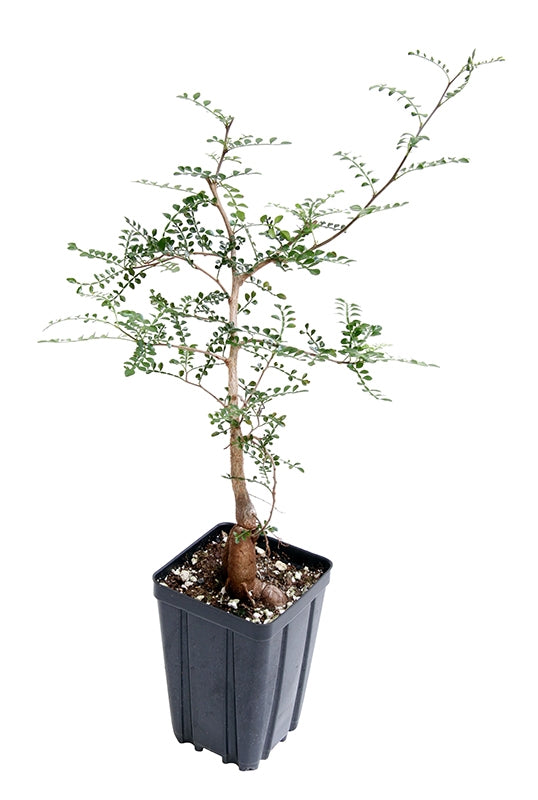 Elephant Tree (Operculicarya decaryi) - Thumbnail 2