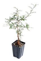 Elephant Tree (Operculicarya decaryi)