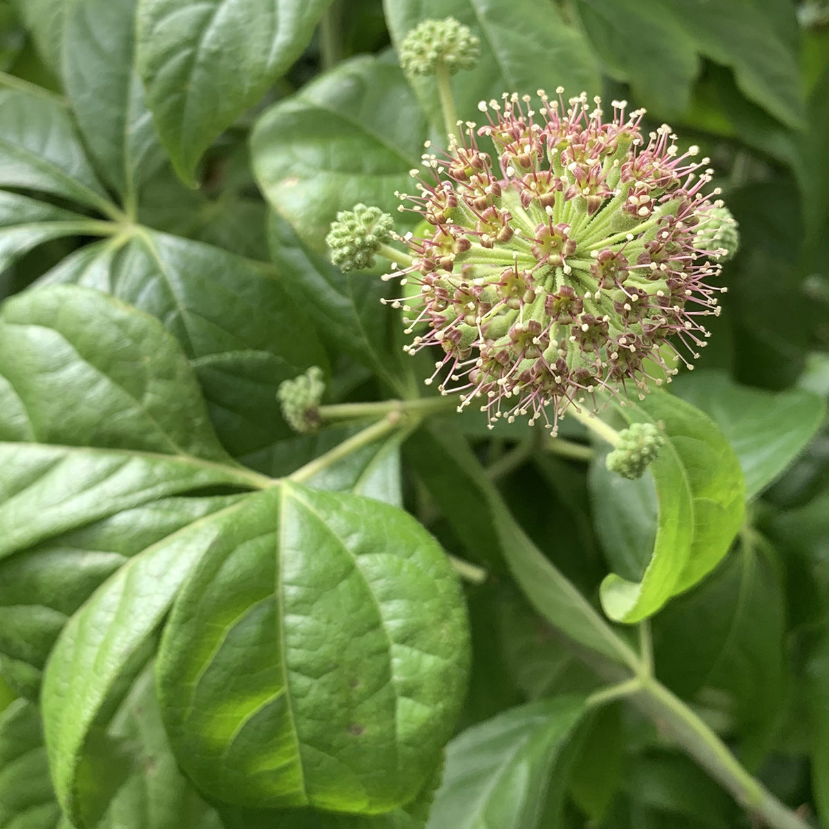 Siberian Ginseng (Eleutherococcus senticosus)