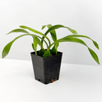 Orchid Encyclia radiata (Encyclia radiata)
