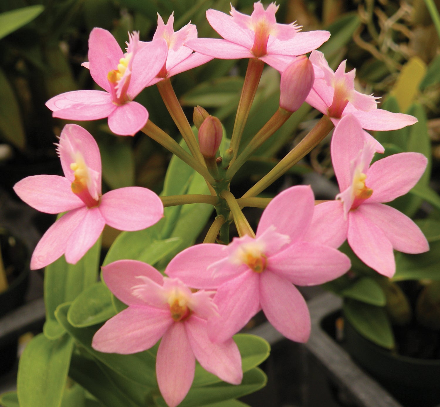 Epidendrum Orchid ‘Miura Valley’ (Epidendrum hybrid)