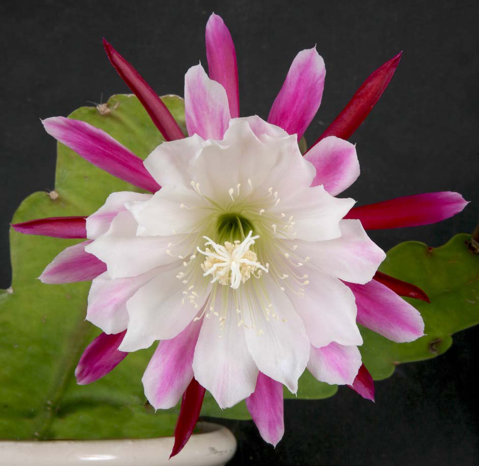 Orchid Cactus ‘Clown’ (Epiphyllum hybrid)