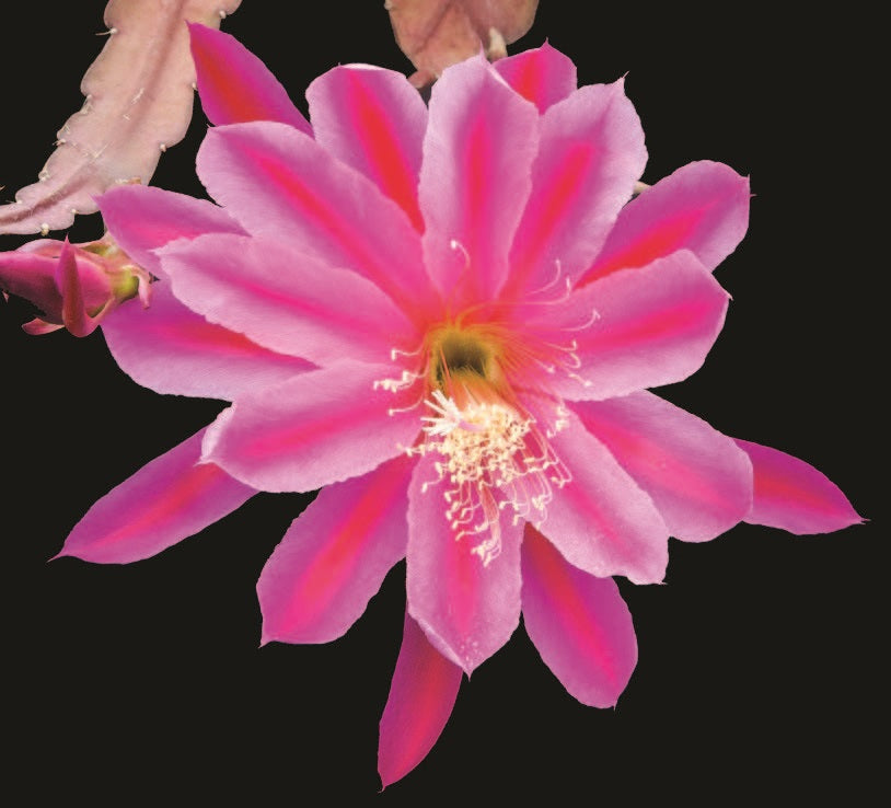 Orchid Cactus ‘Hocus Pocus’ (Epiphyllum hybrid)