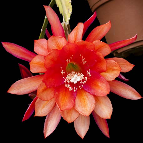 Orchid Cactus ‘Three Oranges’ (Epiphyllum hybrid)