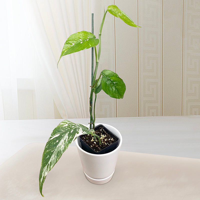 Epipremnum ‘Albo-Variegata’ (Epipremnum pinnatum ‘Albo-Variegata’)