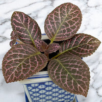 Flame Violet ‘Bronze’ (Episcia hybrid)