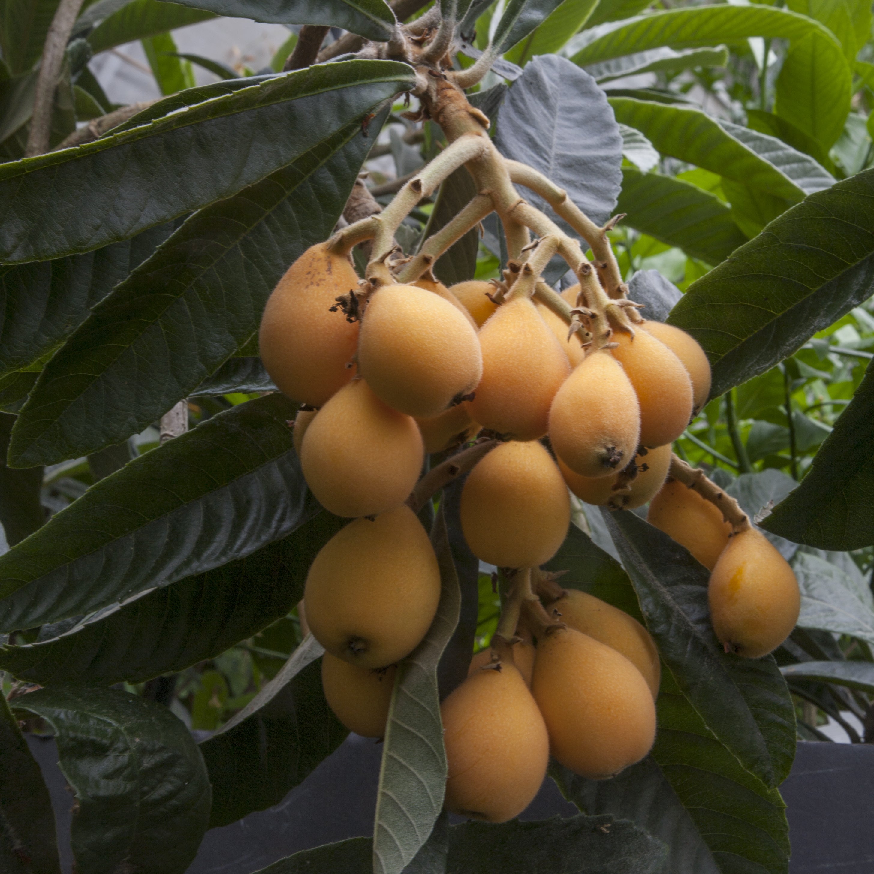 Loquat ‘Gold Nugget' hybrid (Eriobotrya japonica)