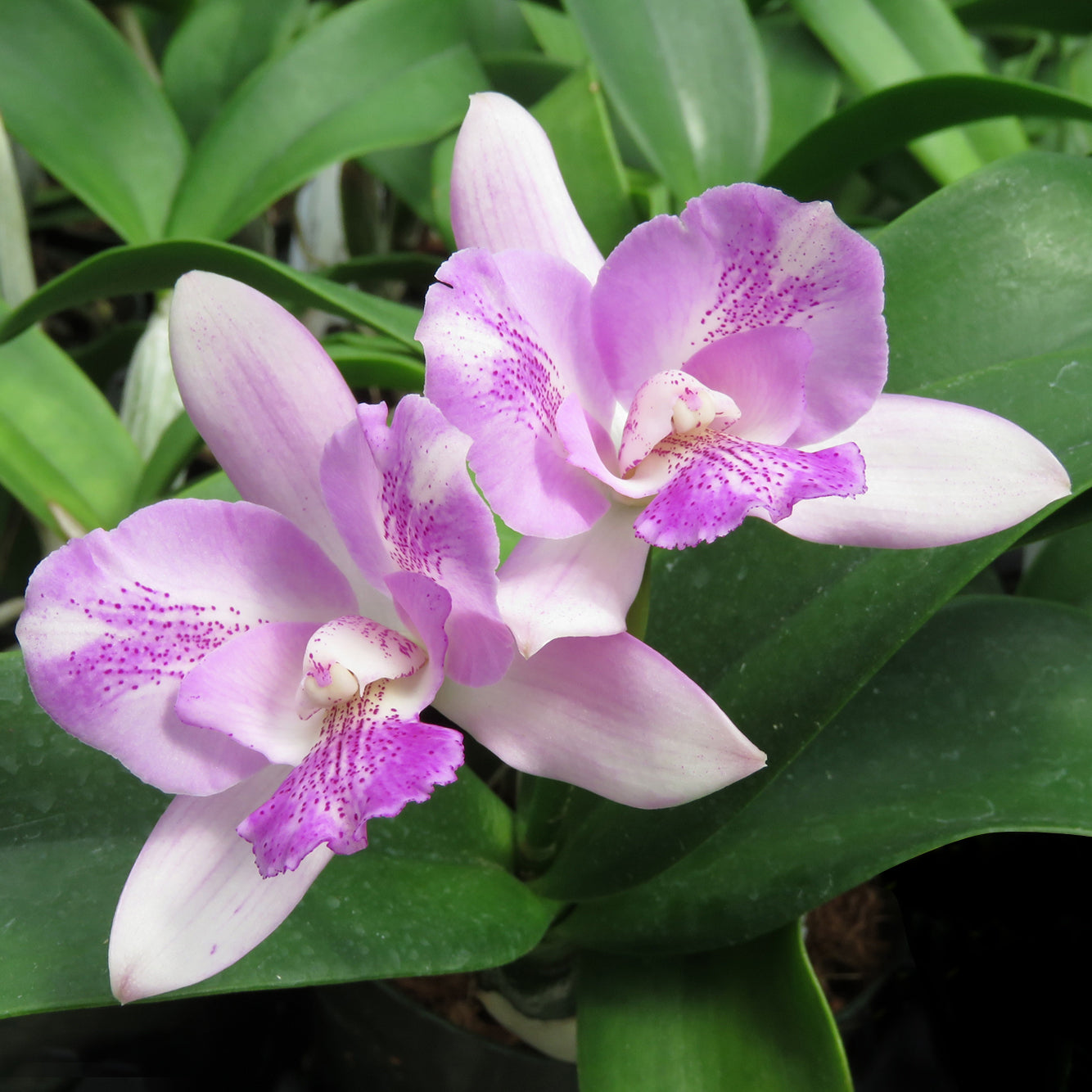 Ctna Orchid Ethel’s Paradise ‘Kalapana’ (Cattleya x Broughtonia hybrid)