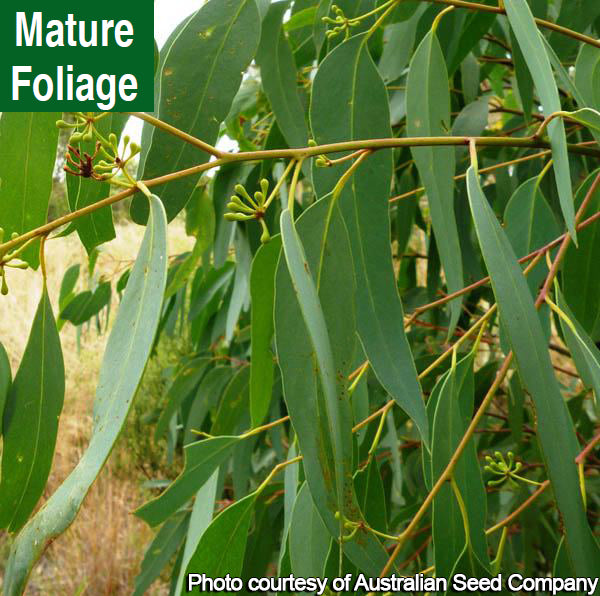 Eucalyptus albida (Eucalyptus albida)