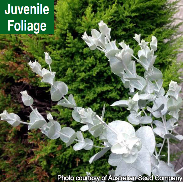 Eucalyptus albida (Eucalyptus albida)