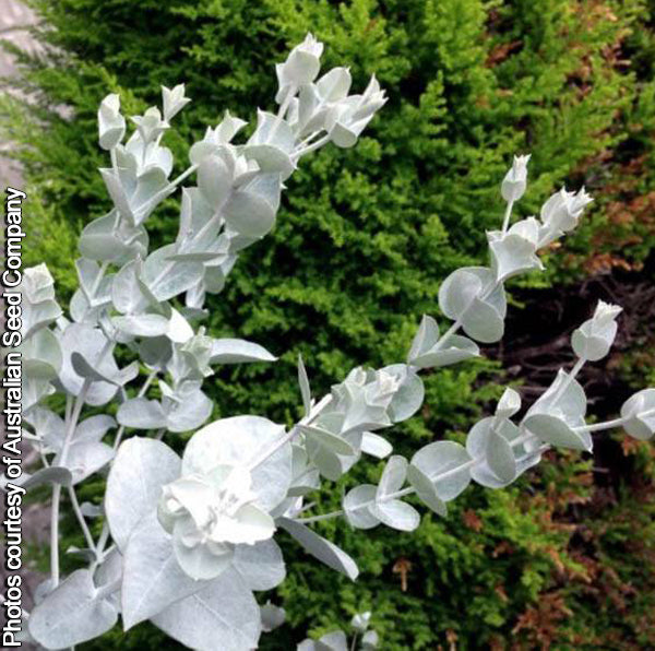 Eucalyptus albida (Eucalyptus albida)