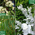 Eucalyptus albida (Eucalyptus albida)