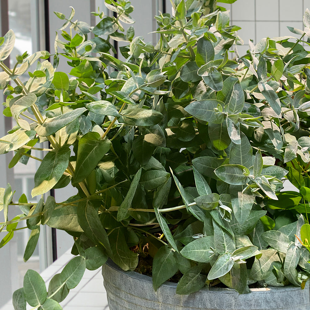 Eucalyptus ‘StyX’