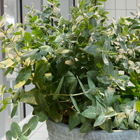 Eucalyptus ‘StyX’