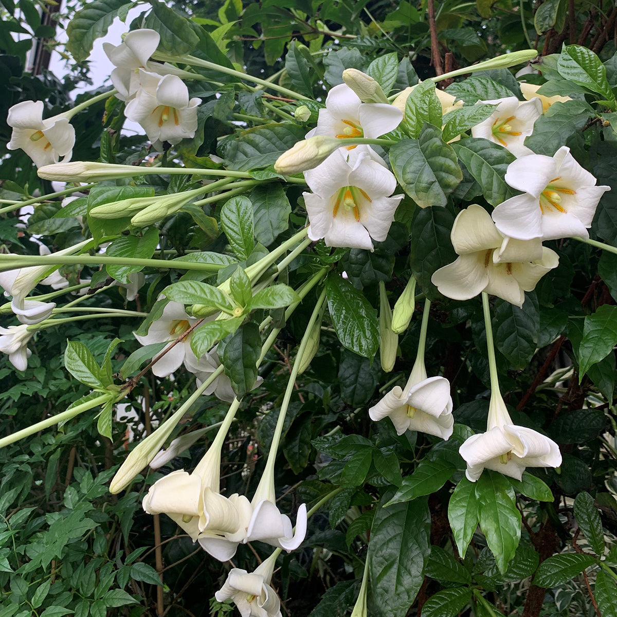African Angel Trumpet (Euclinia longiflora)