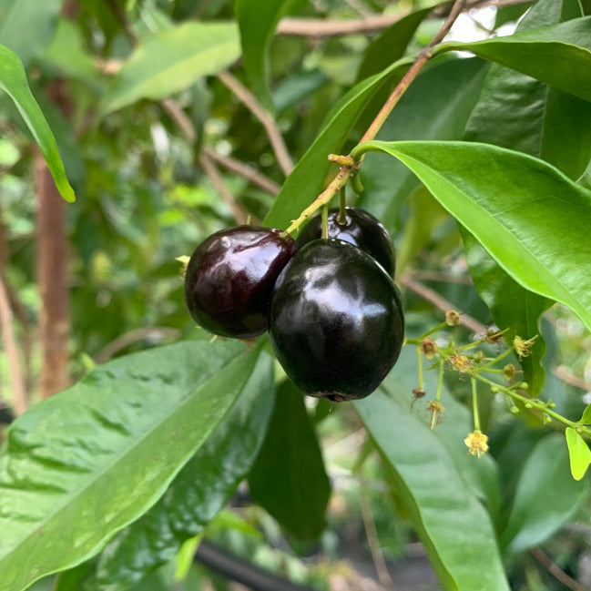 Rainforest Plum Tree (Eugenia candolleana)