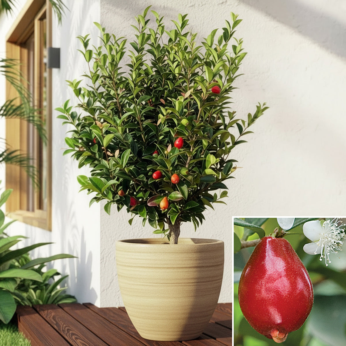 Australian Beach Cherry Tree for sale