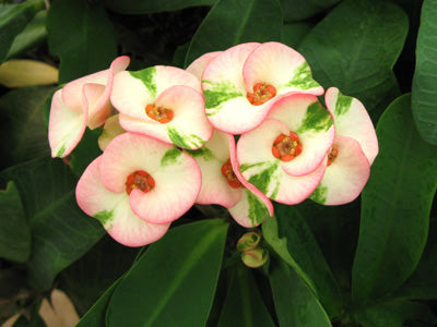 Crown of Thorns ‘Harlequin’ (Euphorbia milii hybrid)