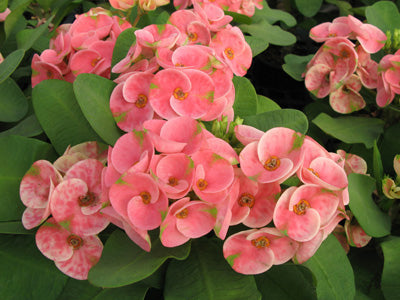 Crown of Thorns ‘Peach Melba’ (Euphorbia milii hybrid)