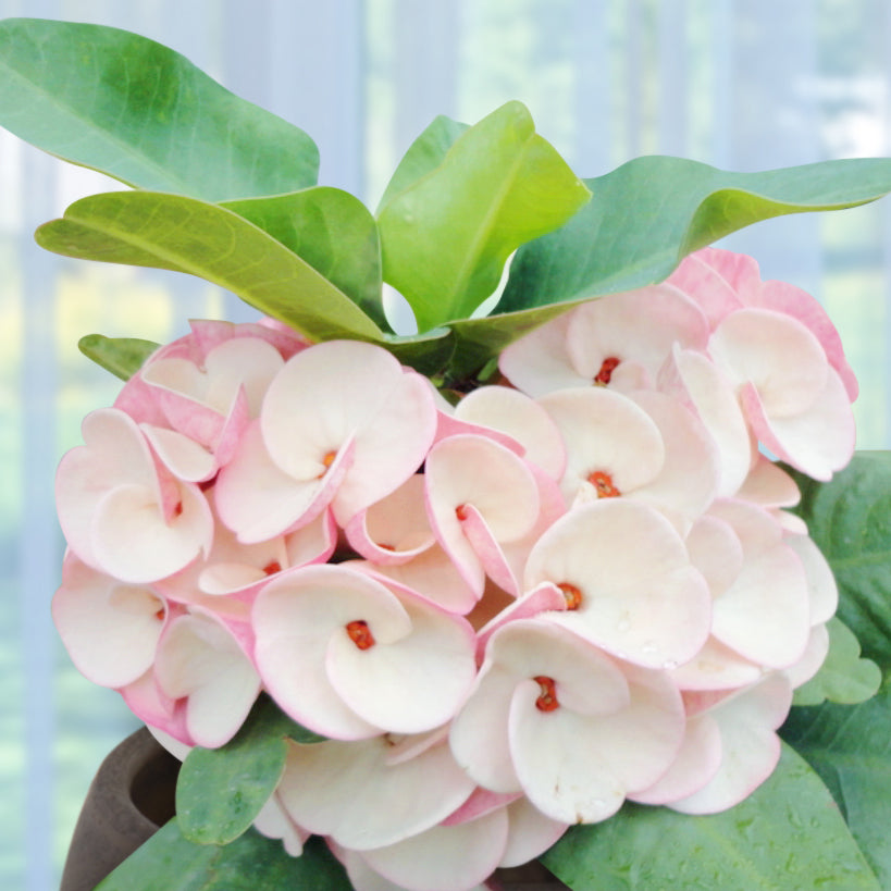 Crown of Thorns ‘Pink Petticoat’ (Euphorbia milii hybrid)