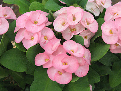 Crown of Thorns ‘Pink Princess’ (Euphorbia milii hybrid)