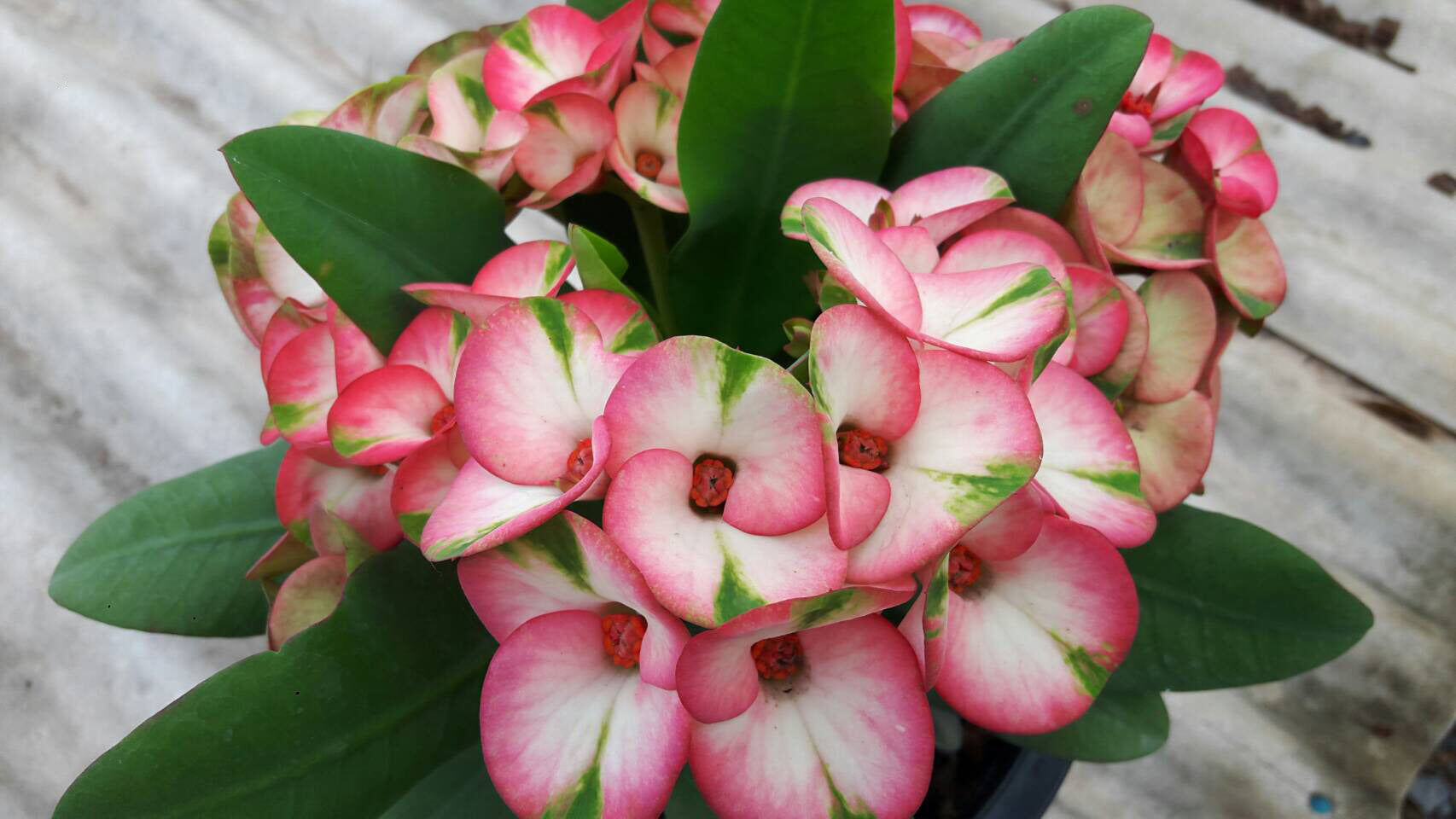 Thai Giant Euphorbia ‘7 Diamonds’ (Euphorbia milii hybrid)