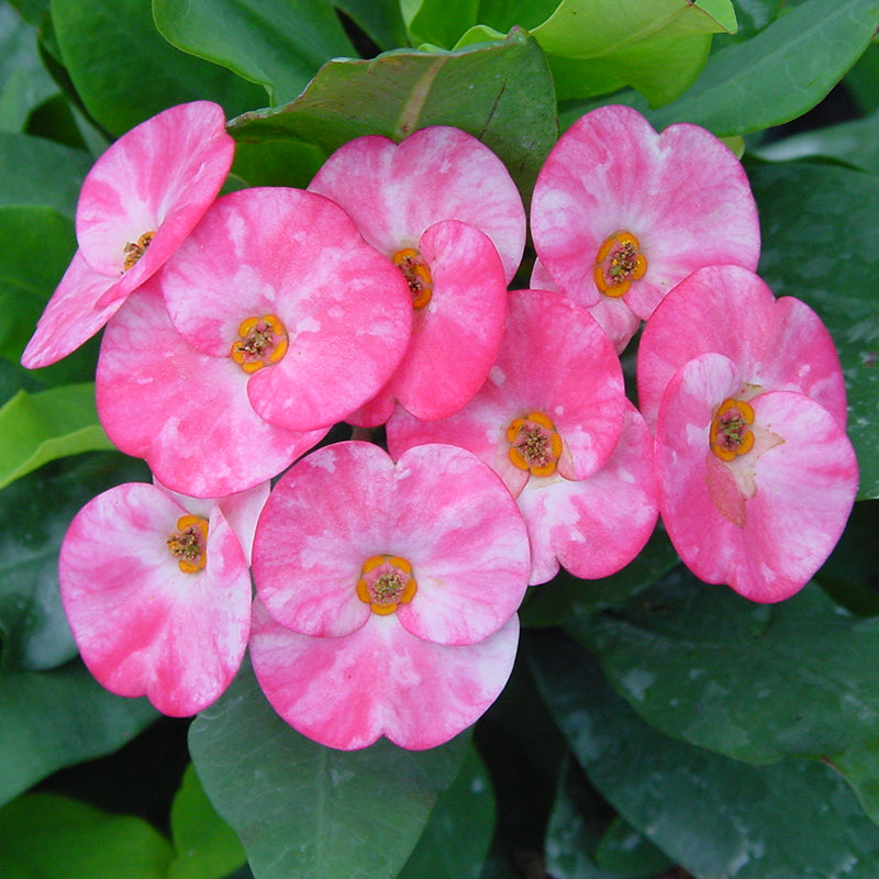 Crown of Thorns ‘Blushing Elegance’ (Euphorbia milii hybrid)