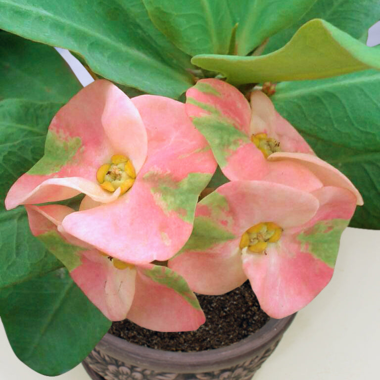 Crown of Thorns ‘Cheerful’ (Euphorbia milii hybrid)