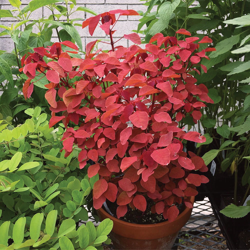 Tropical Smoke Bush (Euphorbia cotinifolia)