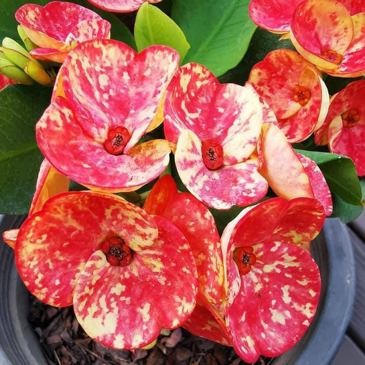 Crown of Thorns ‘Golden Bell’ (Euphorbia milii hybrid)