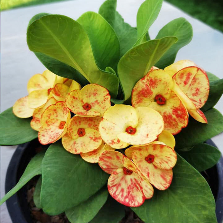 Crown of Thorns ‘Golden Bell’ (Euphorbia milii hybrid)