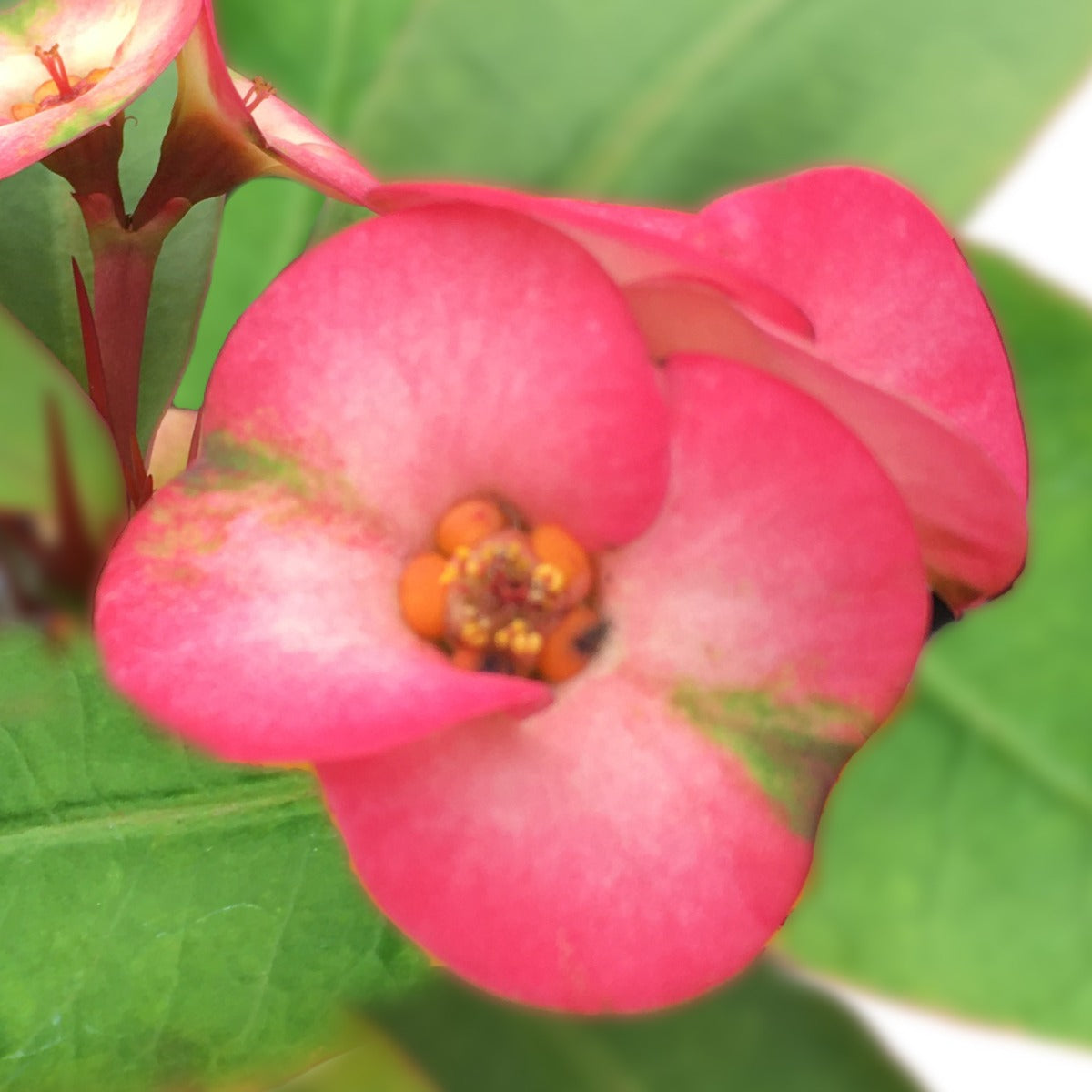 Crown of Thorns ‘Harlequin’ (Euphorbia milii hybrid)