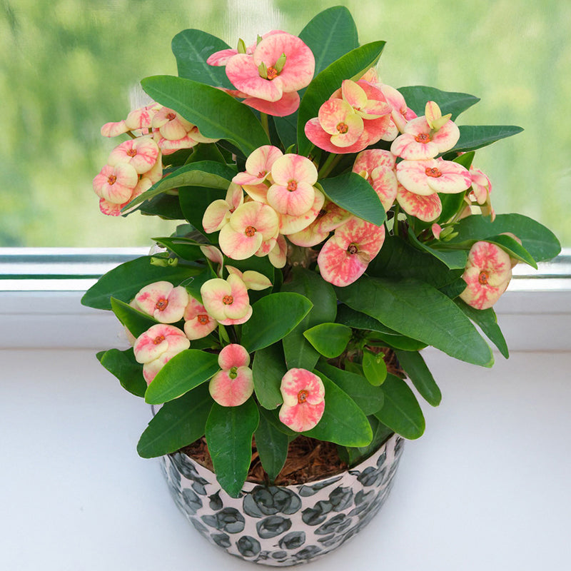 Crown of Thorns ‘Cheetah’ (Euphorbia milii hybrid) 