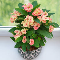 Crown of Thorns ‘Cheetah’ (Euphorbia milii hybrid) 