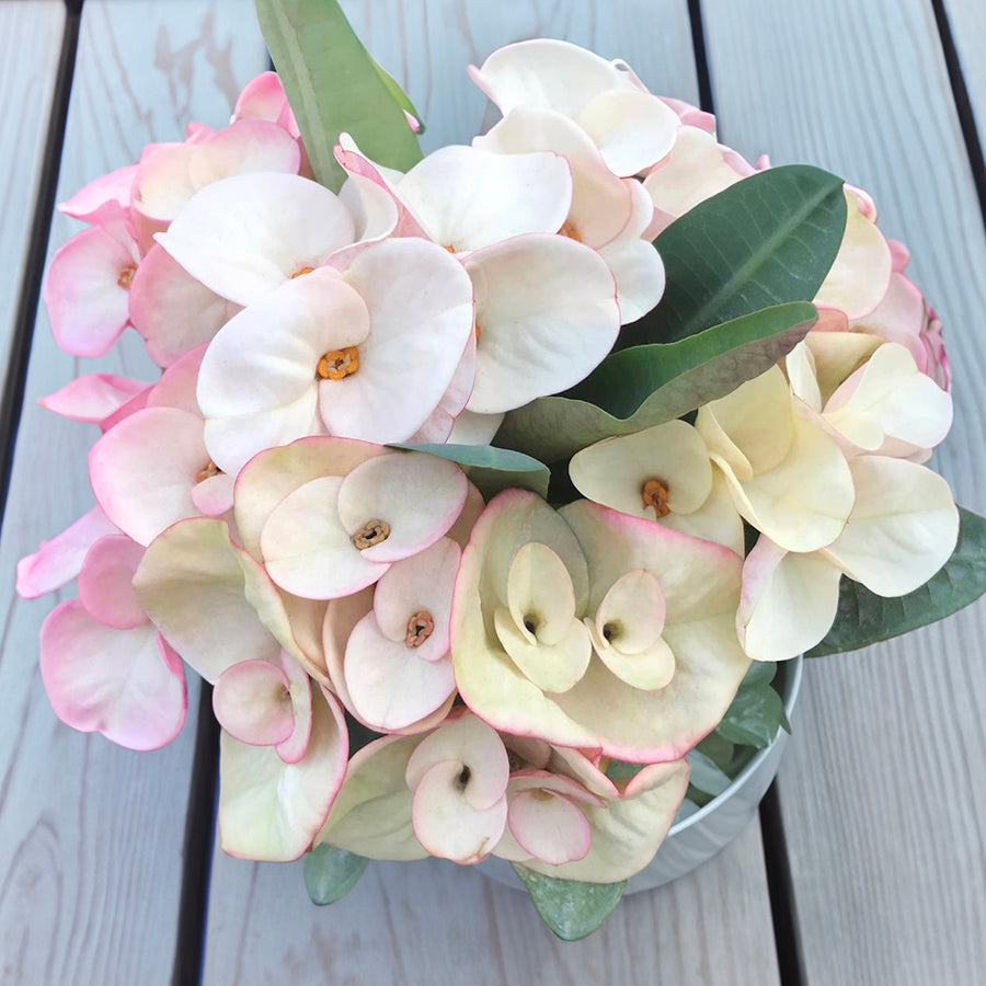 Crown of Thorns ‘Mother of Pearl’ (Euphorbia milii hybrid)