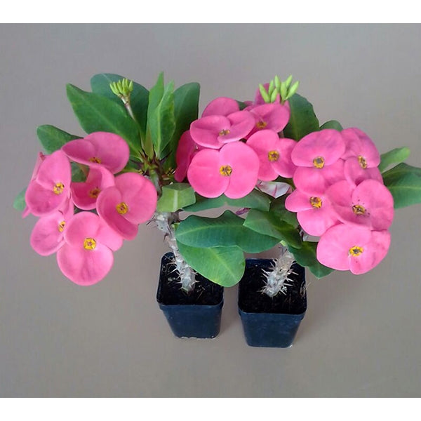 Crown of Thorns ‘New Pink Velvet’ (Euphorbia milii hybrid)